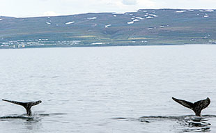 Eyjafjordur